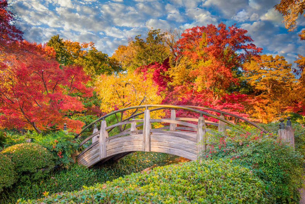 Arched wooden bridge at the Fort Worth Botanic Garden accented by Texas fall colors