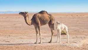 Camels Were Trapped