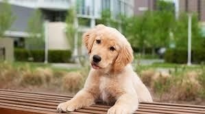 Puppies for Sale