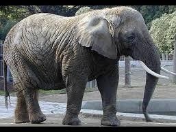 Elephants can’t Break Childhood Chains
