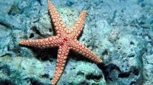 Save the Starfish